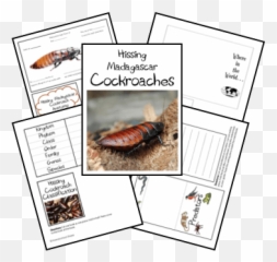 Hissing Cockroach Lapbook - Parasitism Emoji,Facebook Cockroach Emoticon