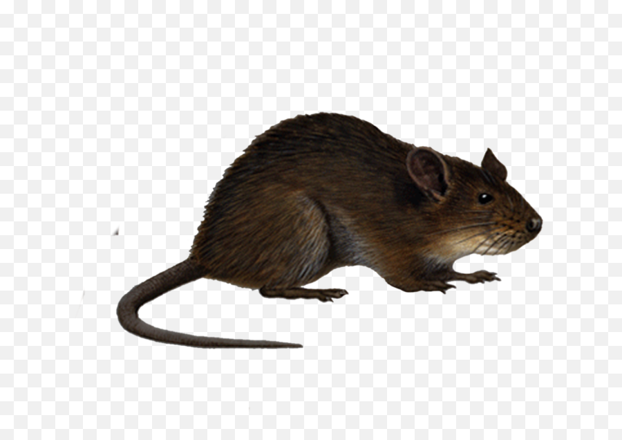 Rat Eating Png This High Quality Free Png Image Without Emoji,Bfg Emoticon