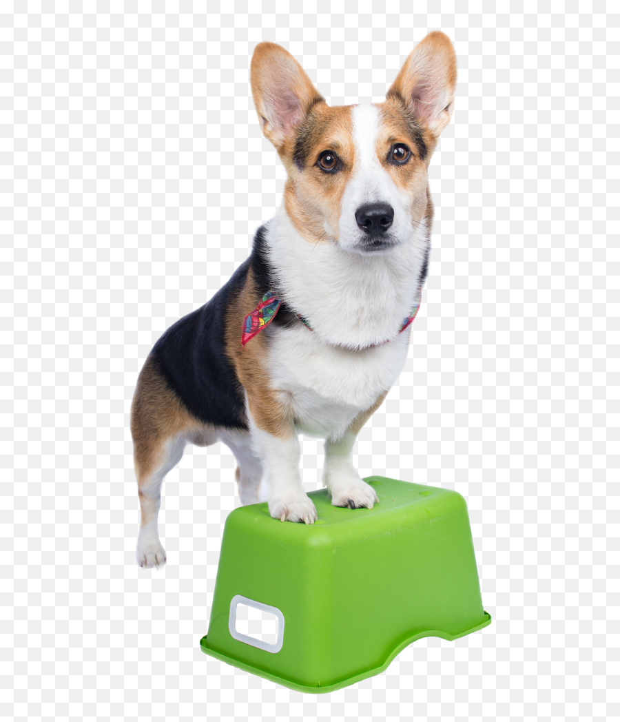 Vet Near Me 32720 - Woodland Animal Clinic Emoji,Nmber Text Emoticon Corgi