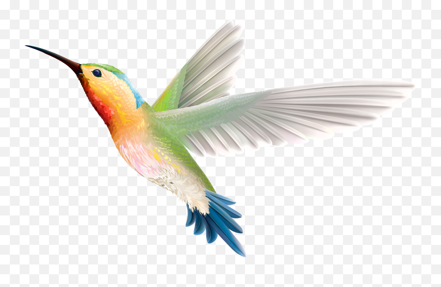 Free Hummingbird Bird Illustrations - Transparent Bird Png Emoji,Hummingbird Emoji