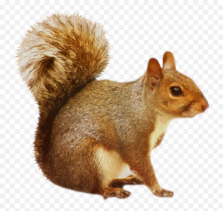Chipmunk Clipart Transparent Background - Squirrel Png Emoji,Red Squirrel Emoji