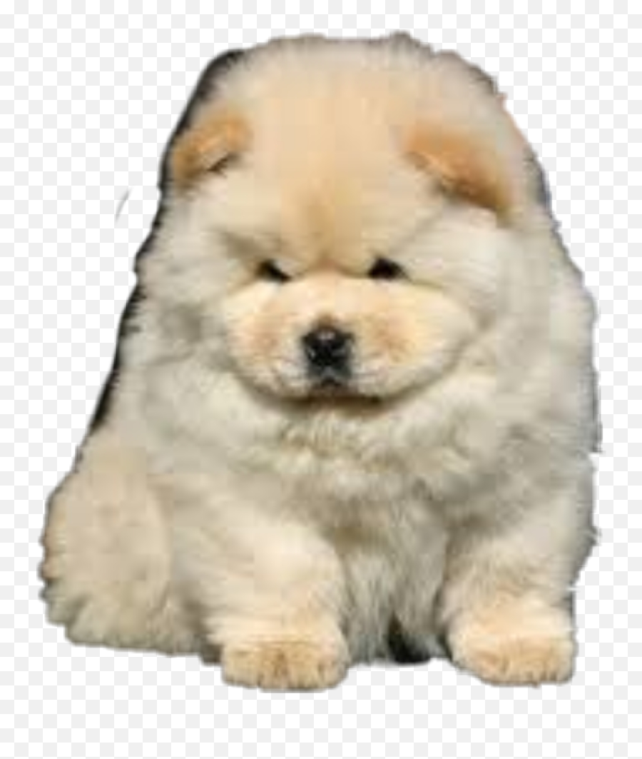 Chowchow Sticker - Chow Chow For Sale Emoji,Chow Chow Emoji