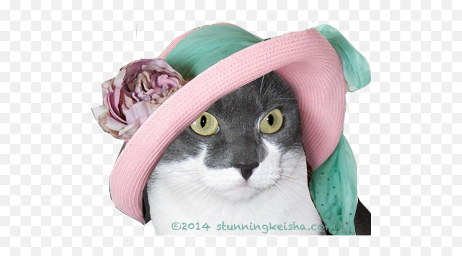 Stunning Cats With Hats - Costume Hat Emoji,Photoshop Cat With Emoji For Feet