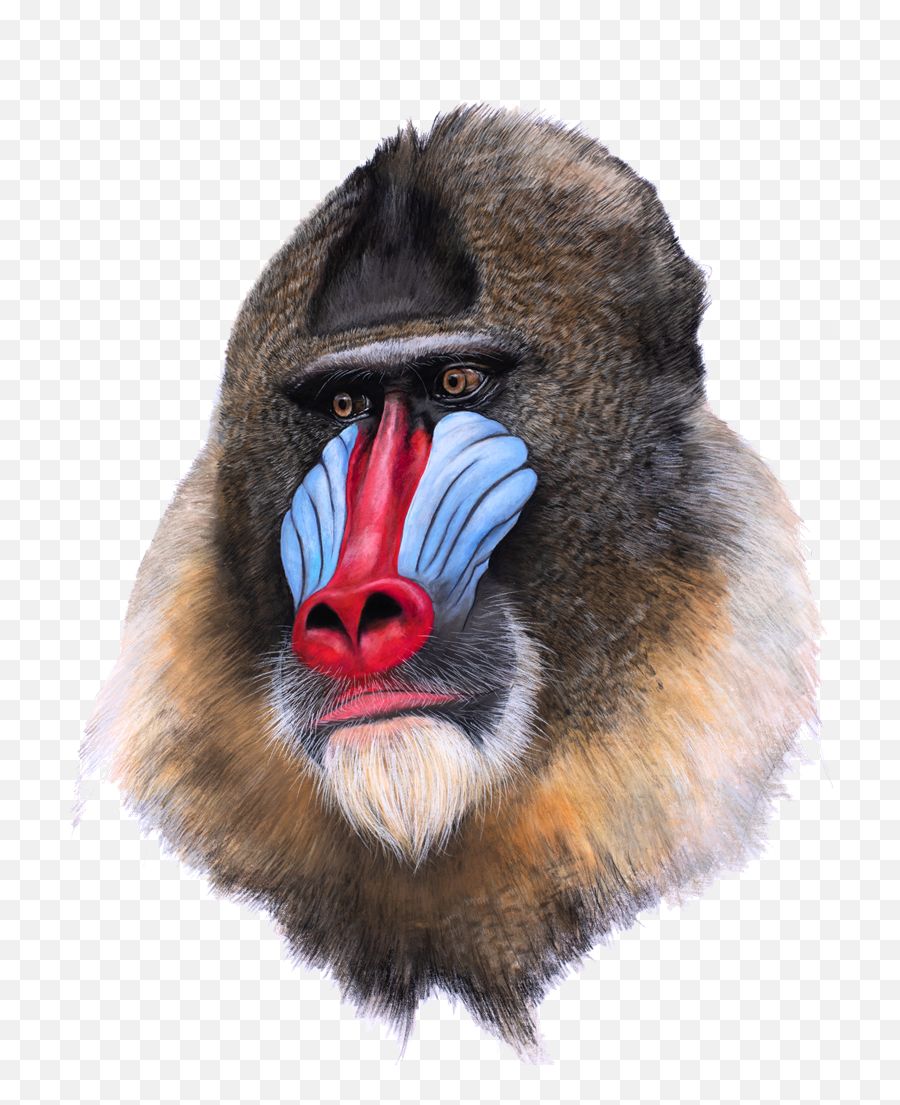 Colourful Primate To Be Protected - Ugly Emoji,Bared Teeth Chimpanzee Emotion