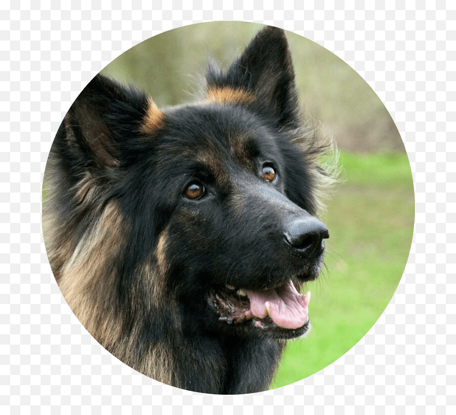 About Us U2013 Hexham Bark - Northern Breed Group Emoji,German Sheppherd Emotions Based On Ears