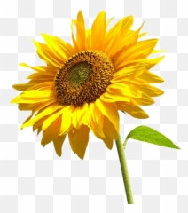 Yellow Flowers Ykinanah Sticker Pack - Stickers Cloud Transparent Sunflower Flower Png Emoji,Sun Flower Emojis