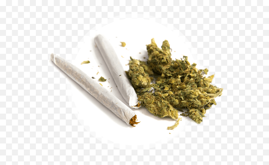 Semilla Inc U2013 Medical And Recreational Cannabis Cbd Vape - Rolling Tobacco Emoji,Pot Weed Emoji