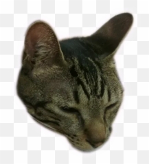 Angel The Meow Sticker Pack - Stickers Cloud Emoji,Tabby Emojis Transparent