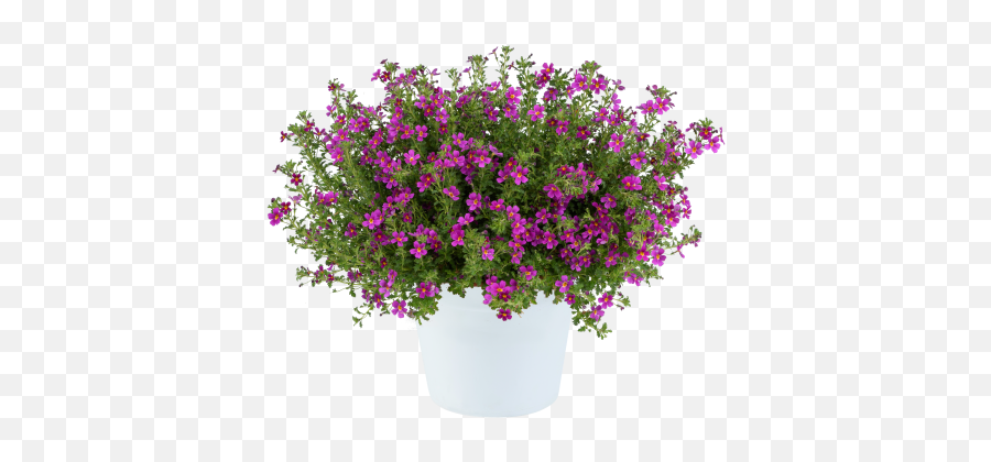 Purple - Flowerpot Emoji,Salvia Sallyfun Blue Emotion