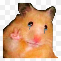 Cry Deppression Sad Peace Hamster Sticker By Big Rambo - Hamster Pose Emoji,Big Crying Emoji