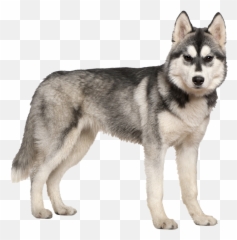 Dog Husky Siberian Husky Animal Sticker By Franzi - Siberian Husky No Background Emoji,Husky Emoji