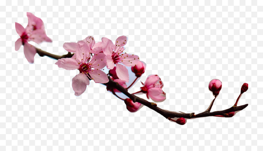 Just You And B April 2015 - Quotes About Sakura Flower Emoji,Bibble Emoji