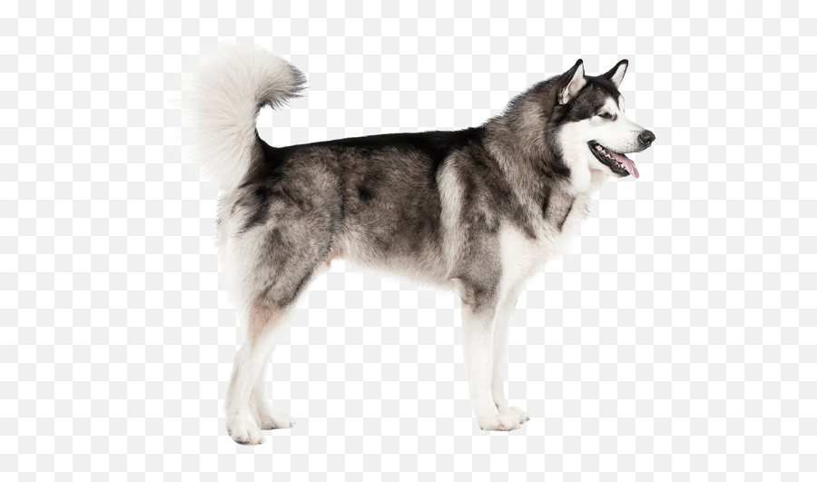 Alaskan Malamute - Alaskan Malamute Not Pure Emoji,Husky Stages Of Emotion