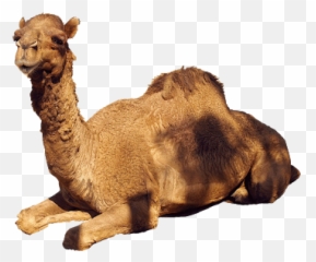 Camel Png Images Transparent Background - Camel Emoji,Clipart No Backs Transparent .png Format Emoticons
