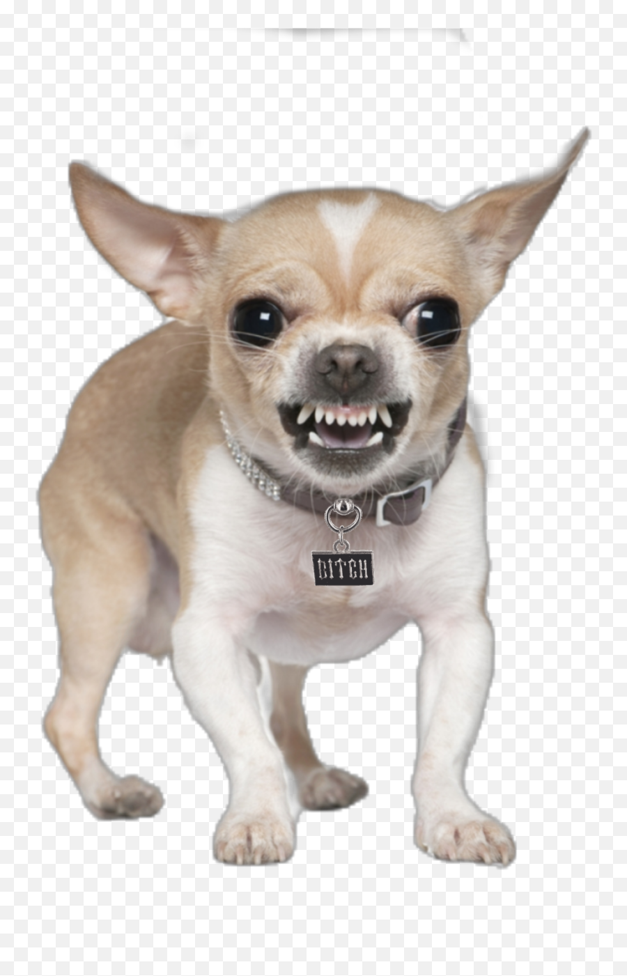 The Most Edited - Small Angry Dog Emoji,Chihuahua Emoticon