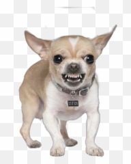 The Most Edited - Small Angry Dog Emoji,Chihuahua Emoticon