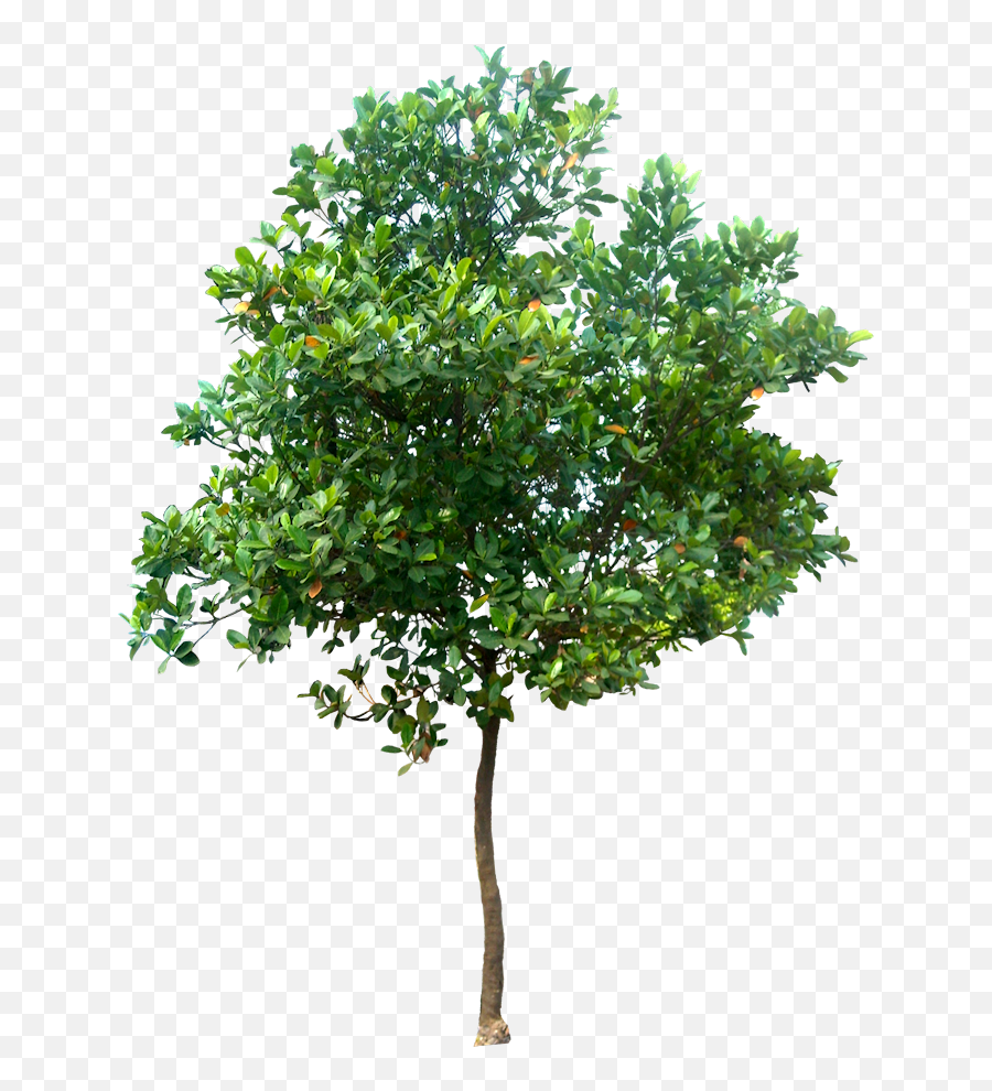 Tree Clipart High Resolution Tree High Resolution - Transparent Background High Resolution Trees Png Emoji,Emoji High Definition