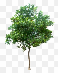 Tree Clipart High Resolution Tree High Resolution - Transparent Background High Resolution Trees Png Emoji,Emoji High Definition