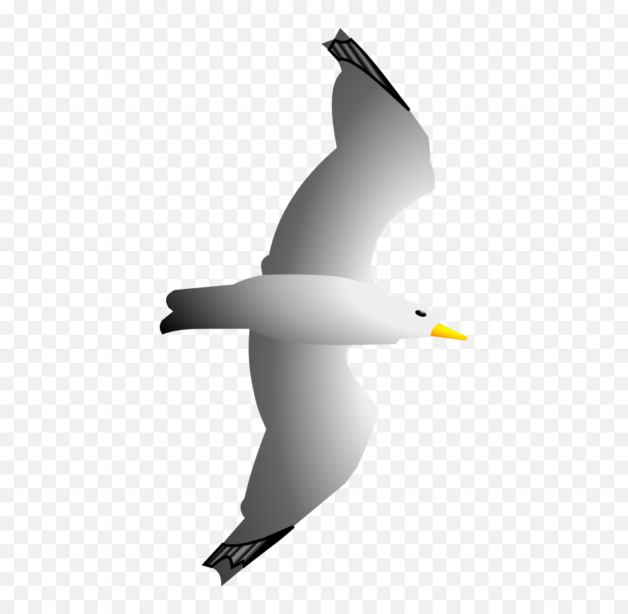 Flightless Birdwater Birdeuropean Herring Gull Png Clipart Emoji,Vector Emojis Water
