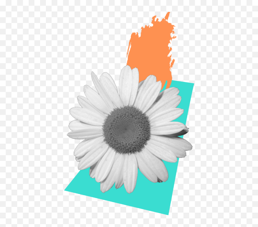 Dream Camps Emoji,White Daisy Emoji