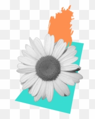Dream Camps Emoji,White Daisy Emoji