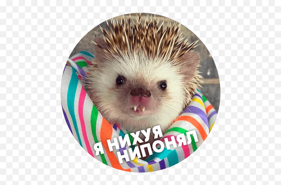 Telegram Sticker From Hedgehog Memes Pack Emoji,Hedgie Emoji