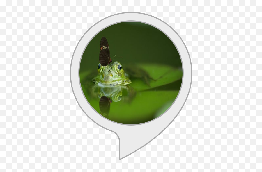 Amazoncom Sleep Sounds Coqui Frogs Alexa Skills Emoji,Getin Frog Emoji