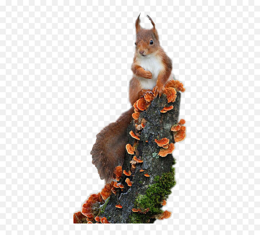 Squirrel Pet Dog Beautiful Sticker By Nassima - Red And White Squirrel Emoji,Donkey Emoji Android