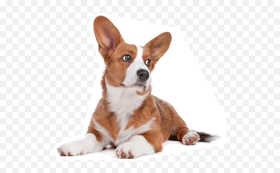 About Us Woodland Park Nj Leca Academy - Dog On White Background Emoji,Dog Emotion And Cognition