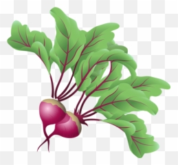 Free Beets Cliparts Download Free Clip Art Free Clip Art - Png Vegitables Images Hd Emoji,Beets Emoji