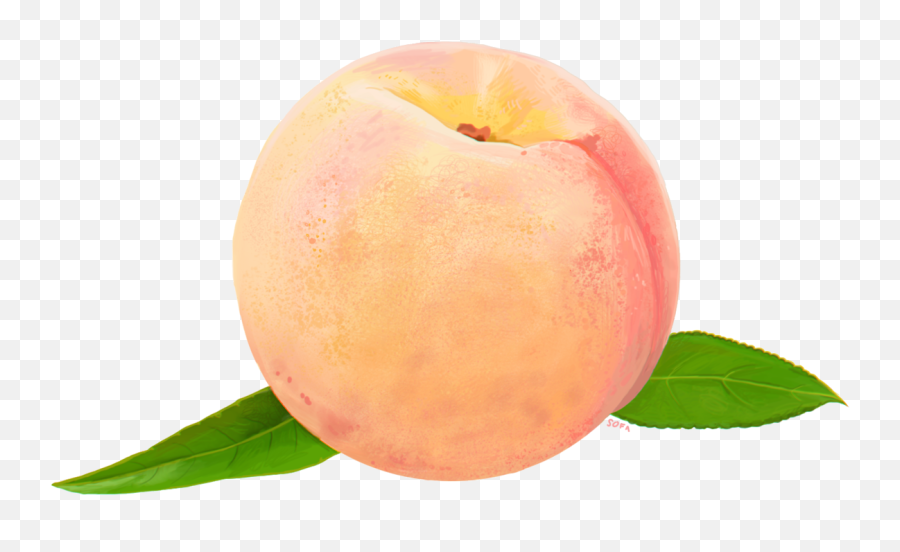 Single Pink Peach - Peach Png Emoji,Peach Emoji Transparent Background