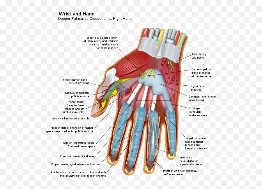 Is There Any Real Science Behind The Zyto Or Other - Fasciitis Injury Upper Extremity Examples Emoji,Itovi And Emotions