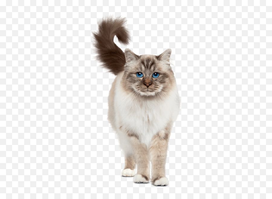 Read Your Cats Body Language To - Perfect Fit Pet Food Emoji,Cat Emotions What They Look Like