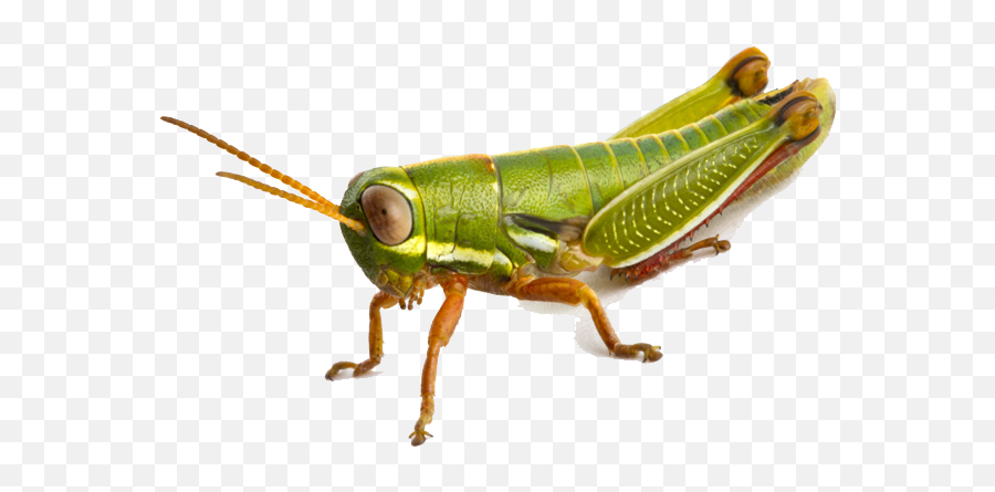 South Africa Grasshopper Clipart - Grasshopper Png Emoji,Grasshopper Emoticon Small Icon-size