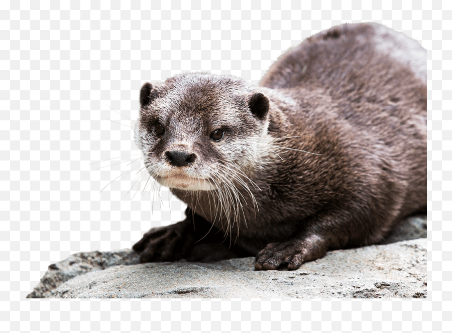 Otter Emoji - Shefalitayal Transparent Background Otter Png,Transparent Eh Emojis Otter Emoji - Shefalitayal Transparent Background Otter Png,Transparent Eh Emojis