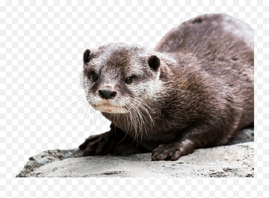 Otter Emoji - Shefalitayal Transparent Background Otter Png,Transparent Eh Emojis