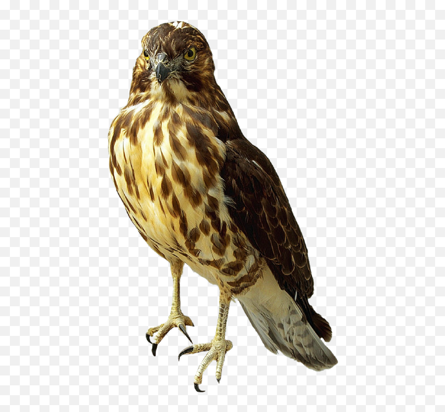 Falcon Png Transparent Images - Falcon Transparent Emoji,Clipart No Backs Transparent .png Format Emoticons