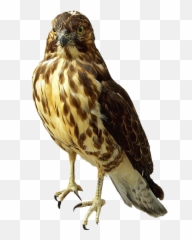 Falcon Png Transparent Images - Falcon Transparent Emoji,Clipart No Backs Transparent .png Format Emoticons