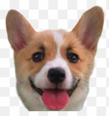 Cocomoji - Northern Breed Group Emoji,Pembroke Welsh Corgi Emojis