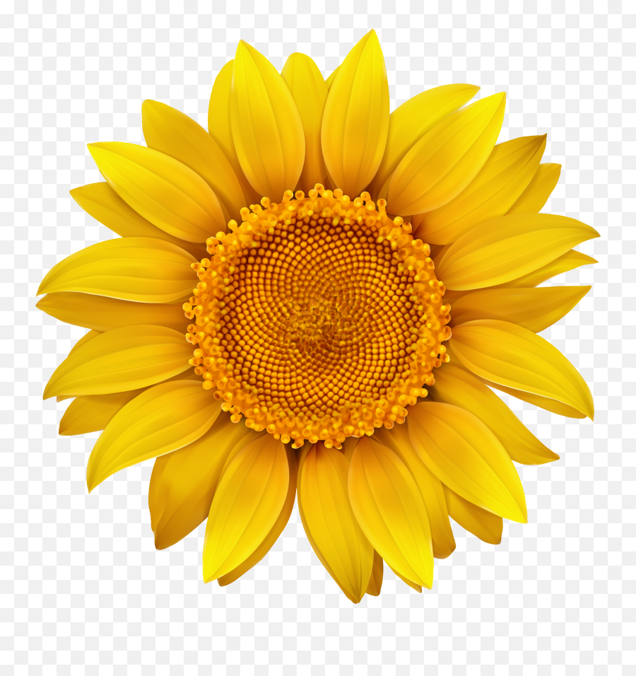 Sun Flower Png Transparent - Sunflower Clipart Transparent Emoji,Sun Flower Emoji