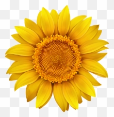 Sun Flower Png Transparent - Sunflower Clipart Transparent Emoji,Sun Flower Emoji