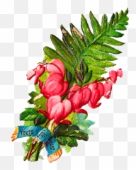 I Love Bleeding Hearts Flowers Theyre - Flower Bleeding Hearts Png Emoji,Bleeding Heart Emoji