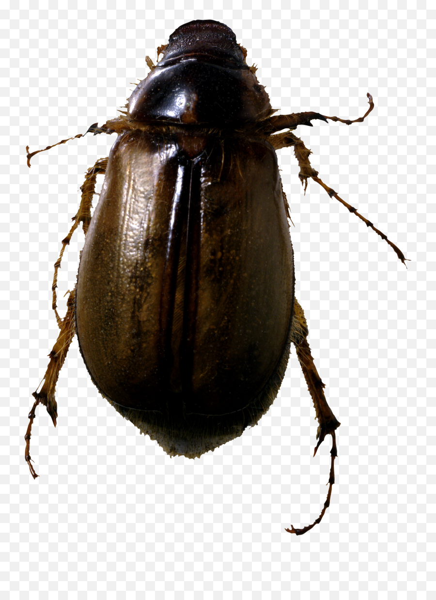 Bugs Png Transparent Image Png Mart Emoji,Beetle Emoji