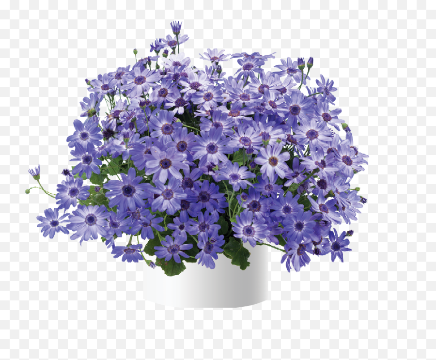 Denim - Lovely Emoji,Salvia Sallyfun Blue Emotion