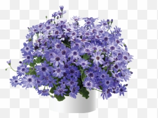 Denim - Lovely Emoji,Salvia Sallyfun Blue Emotion