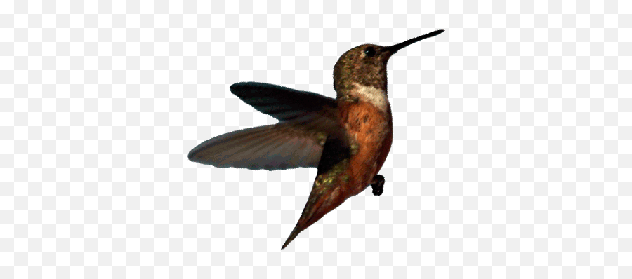 Bird Gif - Transparent Hummingbird Flying Gif Emoji,Hummingbird Emoji
