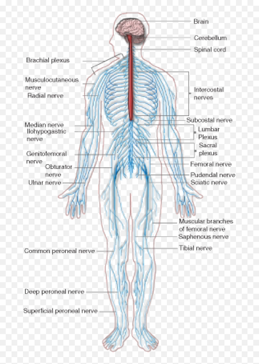 The Nervous System U2039 Opencurriculum - Nervous System Labeled Emoji,Structures Of The Limbic System Involved With Emotions