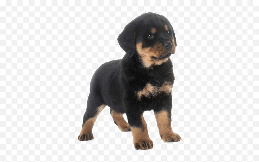 When Should Cockapoo Have First Haircut - Pata De Rottweiler Filhote Emoji,Dog Emotion 50% Up