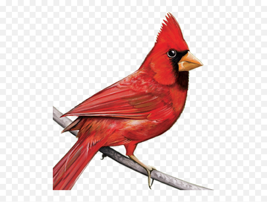 Cardinal - Transparent Image Of Cardinal Emoji,Cardinal Emoji