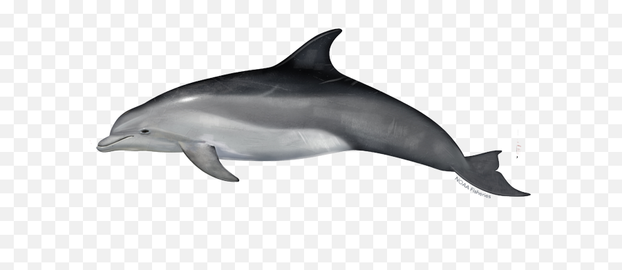 Common Bottlenose Dolphin Noaa Fisheries - Bottlenose Dolphin Emoji,Facebool Angry Emoji Statitics